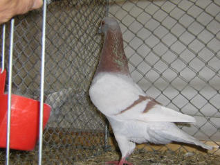 Bild 2110