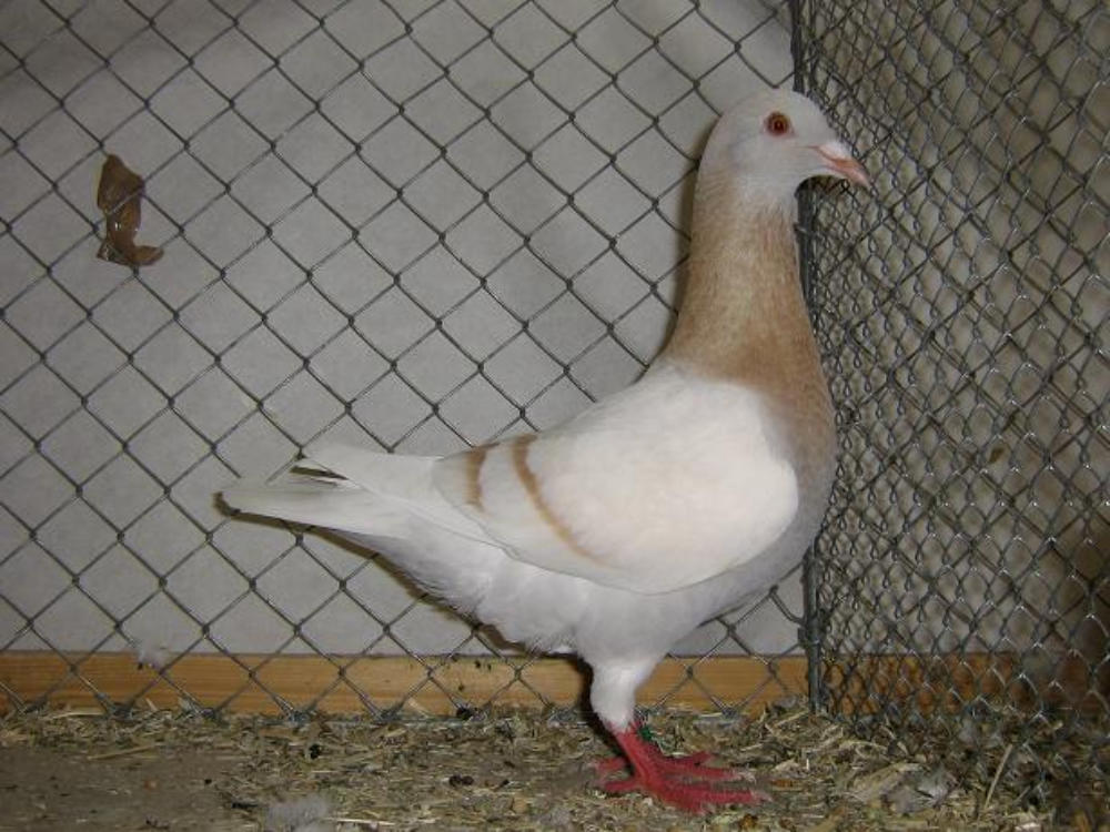 Bild 4441