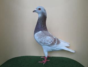 Bild 7815